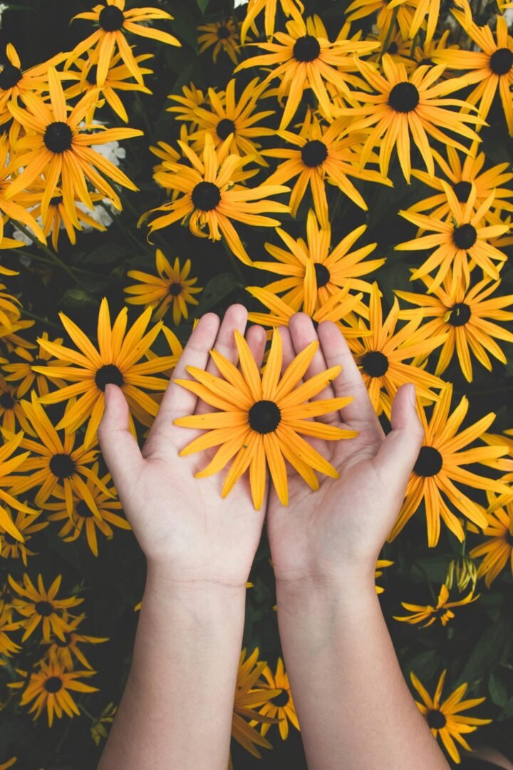 Recursion Close-up of hands holding vibrant yellow daisies, showcasing natural beauty and floral pattern.